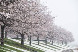 日本的樱花和雪景